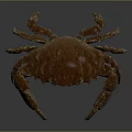 Spotted Brownish Red Crab With Large Claws And Segmented Legs On Smooth Surface Showing Reflection