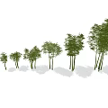 Row of Bamboo Plants with Various Heights and Lush Green Leaves