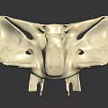Human Skeletal Organ Model Displaying Detailed Bone Structure On Dark Background