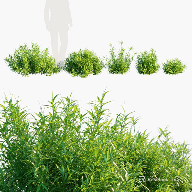 Lush Green Bamboo Plants With Various Clump Sizes And Fresh Foliage 3d model 