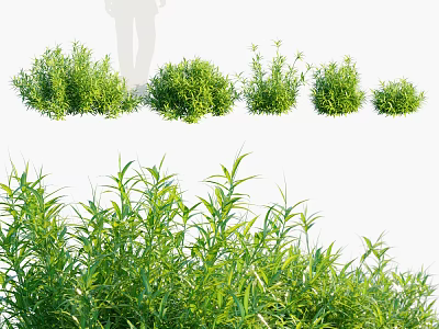 Lush Green Bamboo Plants With Various Clump Sizes And Fresh Foliage 3d model