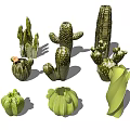 Various Types of Cactus Bonsai Potted Plants for Indoor Home Decor