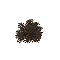 Dense Bronze Leaf Shrub With Lush Foliage In Outdoor Landscape Setting