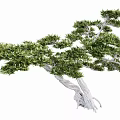 modeling tree modeling loose 3d model