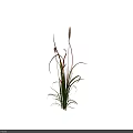 Slender Leaf Plant With Red Green Stripes And White Spikelets On Black Background