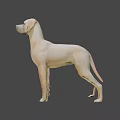 3D Anatomical Model of Dog Showing Skeleton Muscles and Internal Organs