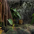 Lush Wild Tropical Forest Scenery With Mossy Ground Thick Trunks Wild Mushrooms And Broad Leaves