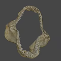 Shark Jawbone Skeleton Fossil Display In University Research Lab