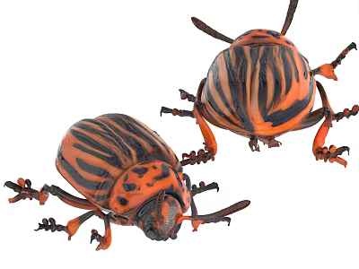 Two Orange And Black Striped Flying Beetles With Detailed Exoskeleton And Legs 3d model