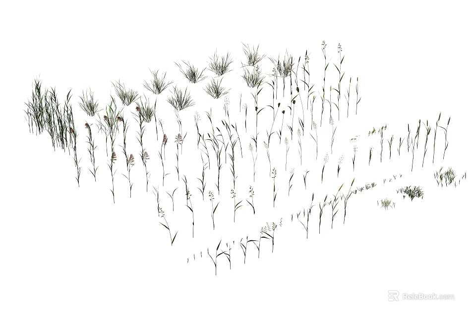 Various Herbs and Grasses in Natural Growth Shown in Black and White Line Drawing 3d model 