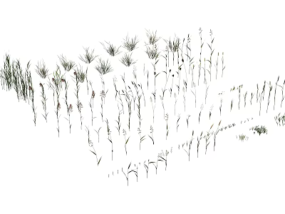 Various Herbs and Grasses in Natural Growth Shown in Black and White Line Drawing 3d model