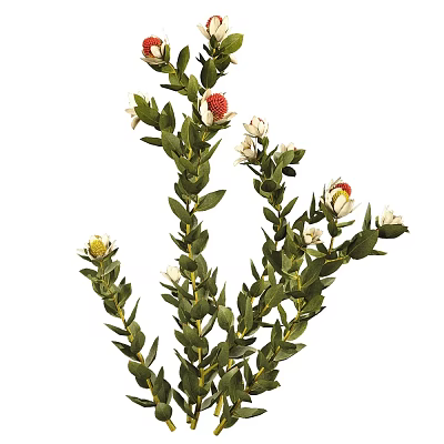 Fresh Flower Plant With Lush Green Foliage White Blooms And Red Centers 3d model