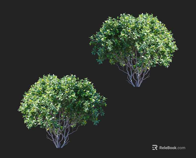 Two Tall Lush Green Trees With Dense Foliage And Slender Branches 3d model 