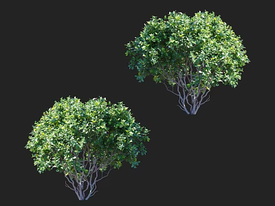 Two Tall Lush Green Trees With Dense Foliage And Slender Branches 3d model