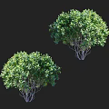 Two Tall Lush Green Trees With Dense Foliage And Slender Branches