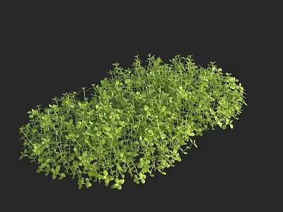 Lush Green Aquatic Plants Thriving In Freshwater Habitat With Dense Foliage 3d model