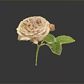 Elegant Pink Rose With Green Leaves And Flower Bud On Dark Background