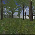 Serene Pine Forest Landscape With Lush Green Grass And Tiny Wildflowers Under Bright Blue Sky