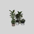 Potted Bonsai Plants With Large Green Leaves And Black Metal Stand Pots