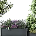 Bonsai Potted Plants With Black Metal Grid Planters Olive Tree And Purple Flowers