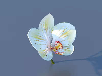 White Orchid With Yellow And Red Spots On Petals Against Gray Background And Soft Shadow 3d model