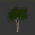 Green Leafy Tree With Brown Trunk Isolated On Gray Background 3D Render 3d model