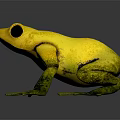 Yellow Frog With Green Spotted Limbs On Dark Background And Reflection