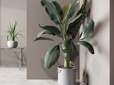Bonsai Potted Plants With Large Leafy And Small Tabletop In Gray Bucket And White Pot 3d model