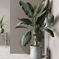 Bonsai Potted Plants With Large Leafy And Small Tabletop In Gray Bucket And White Pot