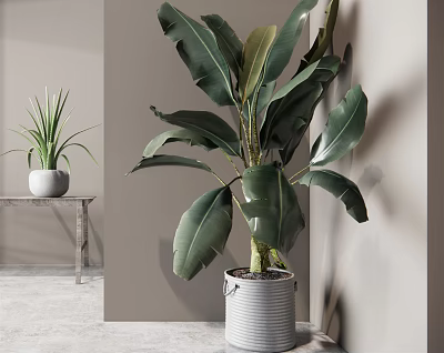 Bonsai Potted Plants With Large Leafy And Small Tabletop In Gray Bucket And White Pot 3d model