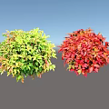 Vibrant Colorful Shrubs With Green Yellow And Red Foliage For Garden Landscaping