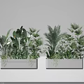 Potted Plants In White Rectangular Planters With Various Green Leafy Foliage For Indoor Decor 3d model