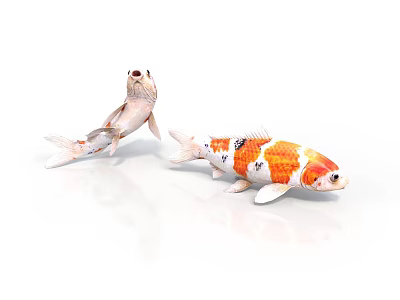 Two Colorful Koi Fish Swimming In White Background With Orange And White Patterns 3d model