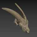 Detailed Sheep Skull With Large Curved Horns On Dark Background