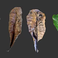 Green and Withered Plant Leaves Arranged on Gray Background with Natural Texture