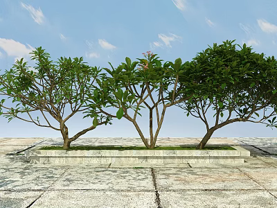 Three Green Trees Planted On Stone Paved Ground Under Blue Sky With White Clouds 3d model