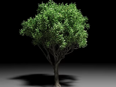 Lush Green Arbor With Dense Foliage Dark Trunk And Full Canopy 3d model