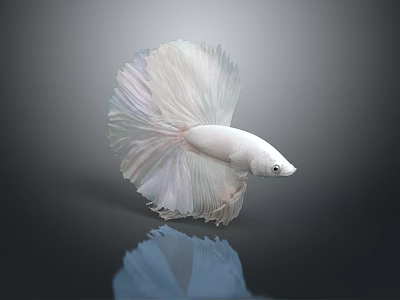 Beautiful White Betta Fish With Large Flowing Tail And White Fins In Dark Background 3d model