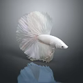 Beautiful White Betta Fish With Large Flowing Tail And White Fins In Dark Background