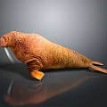 Orange Walrus With Long Tusks Lying On Smooth Reflective Surface