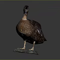 Duck Taxidermy Mounted on Patina Stone Base with Dark Background