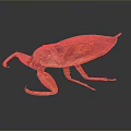 Brown Insect With Large Forelegs And Winged Body On Dark Background 3d model