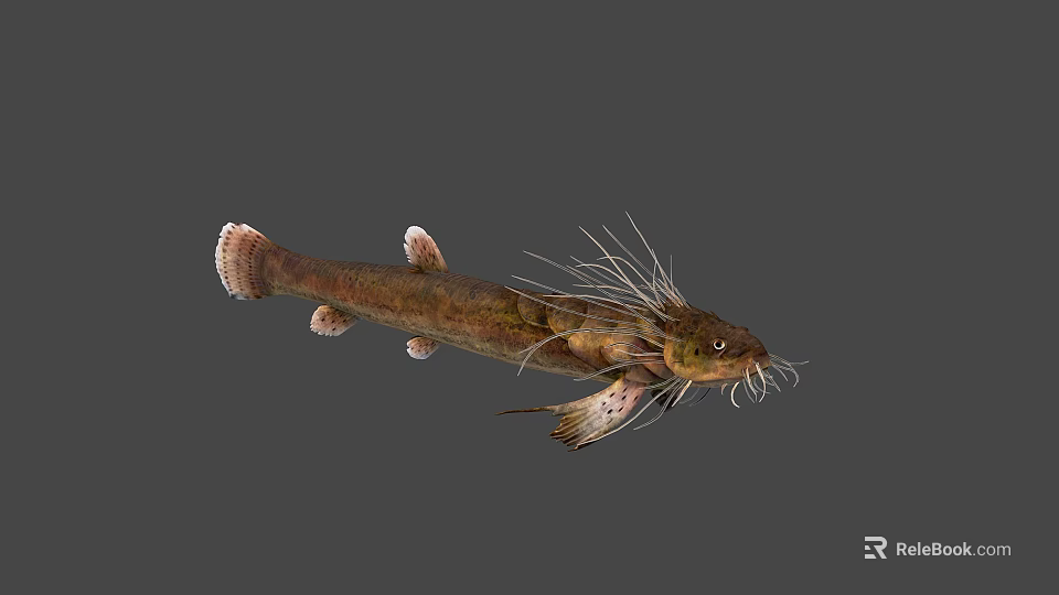 Unique Freshwater Fish With Long Whiskers Brownish Green Body And White Edged Tail 3d model 