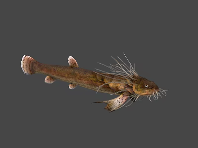 Unique Freshwater Fish With Long Whiskers Brownish Green Body And White Edged Tail 3d model
