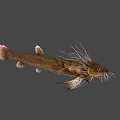 Unique Freshwater Fish With Long Whiskers Brownish Green Body And White Edged Tail