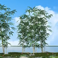 Lush Bamboo Plants In Serene Natural Setting With Blue Sky White Clouds And Water