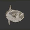 Ocean Sunfish with Grayish White Spotted Body Blue Eyes and Rounded Form