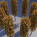 Golden Leaf Arbor Trees In Outdoor Landscape With Tall Trunks And Lush Foliage