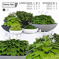 Plant Decorative Arrangement With Green Plants Purple Flowers And Various Size Pots