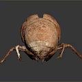 Realistic Brown Beetle With Detailed Exoskeleton In Crawling Position On Gray Gradient Background 3d model